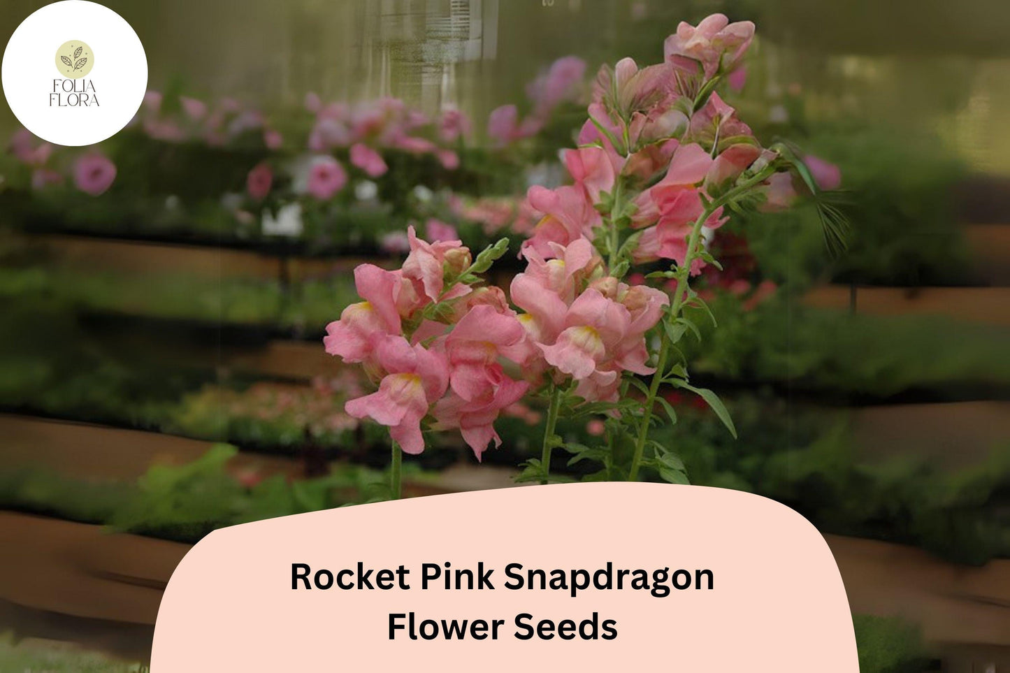 Antirrhinum majus Rocket Pink Snapdragon Seeds – 1000+ Vibrant Pink Blooms for Garden & Cut Flowers