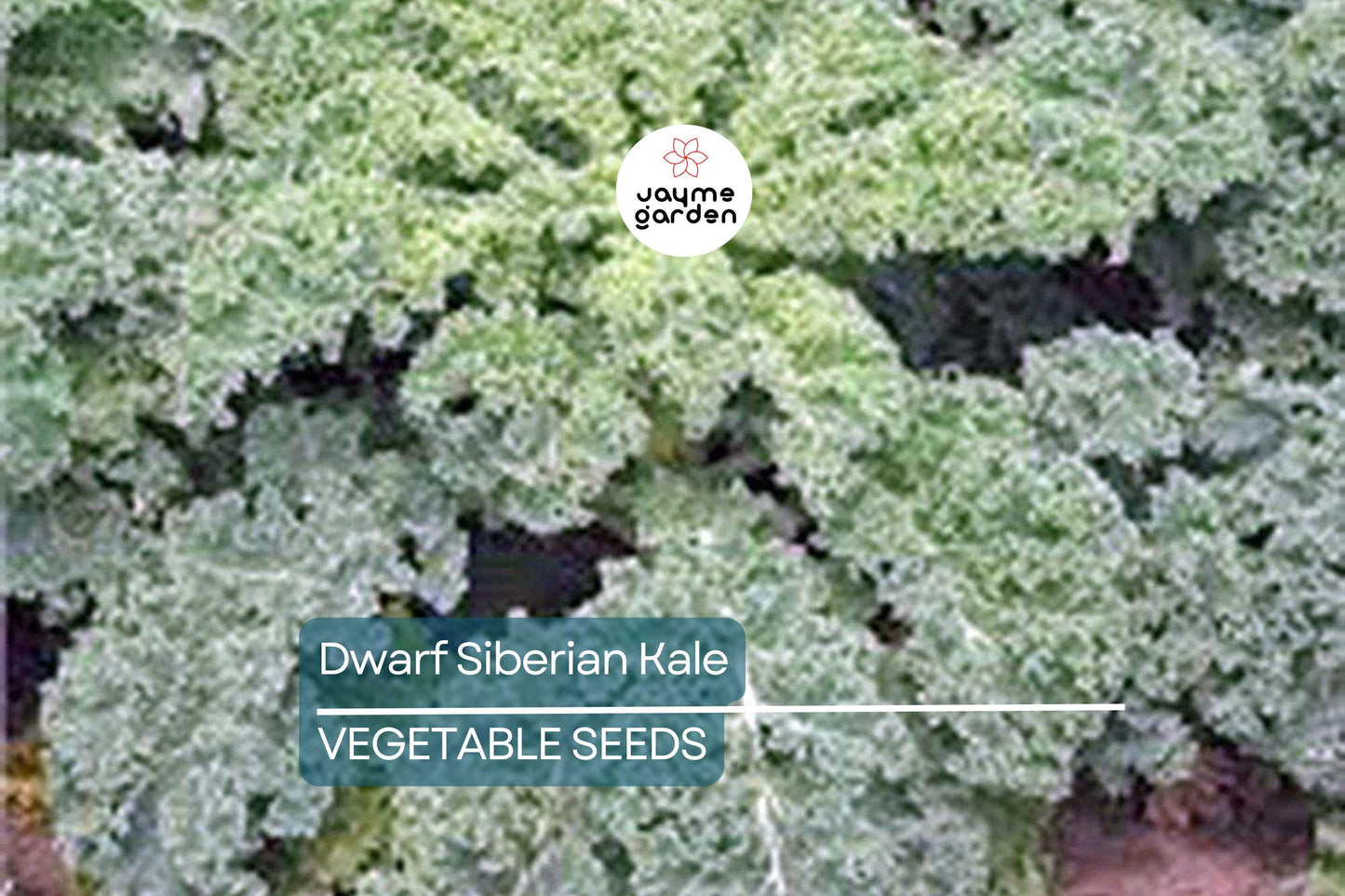 2,000 Dwarf Siberian Kale Seeds – Non-GMO Heirloom, Cool Weather, Great for Containers | Free Shipping