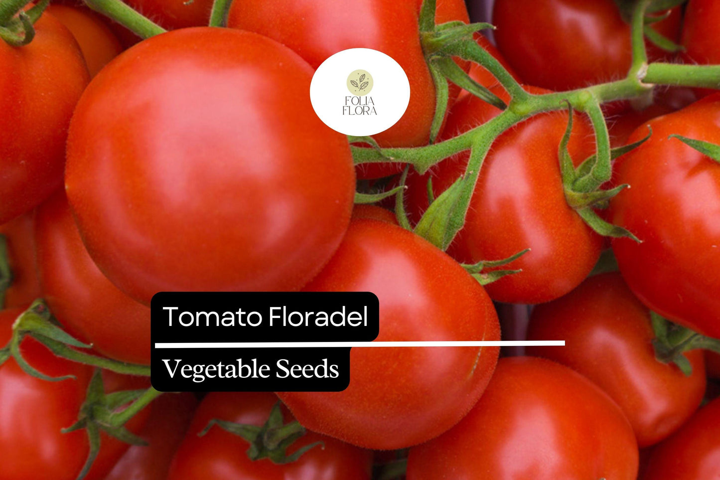 100mg Tomato Floradel Seeds Solanum lycopersicum | Heirloom, Non-GMO Vegetable, Large Round Fruits, Disease Resistant, Garden Staple