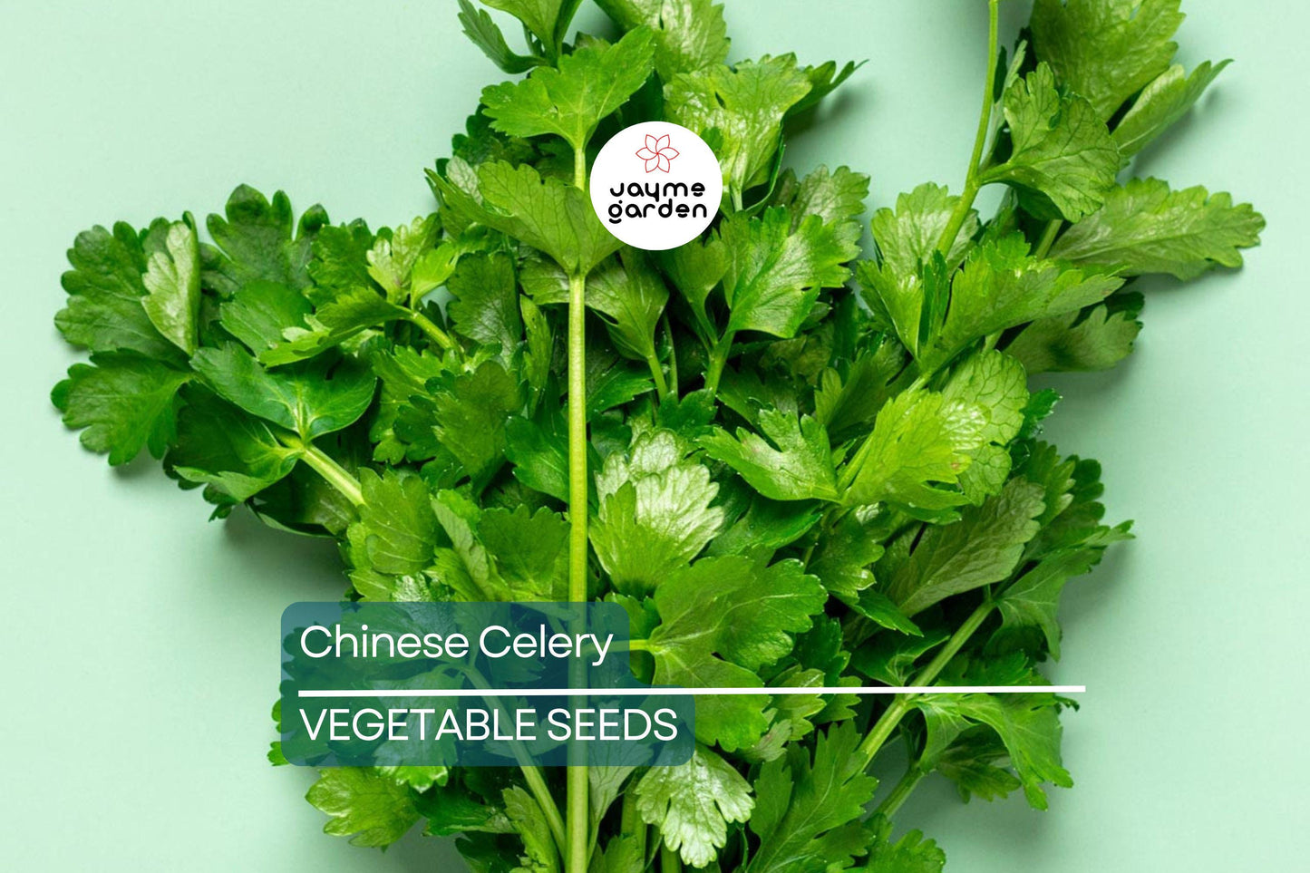 5,000 Chinese Celery Seeds – Heirloom, Non-GMO, Aromatic & Flavorful, USA Seller