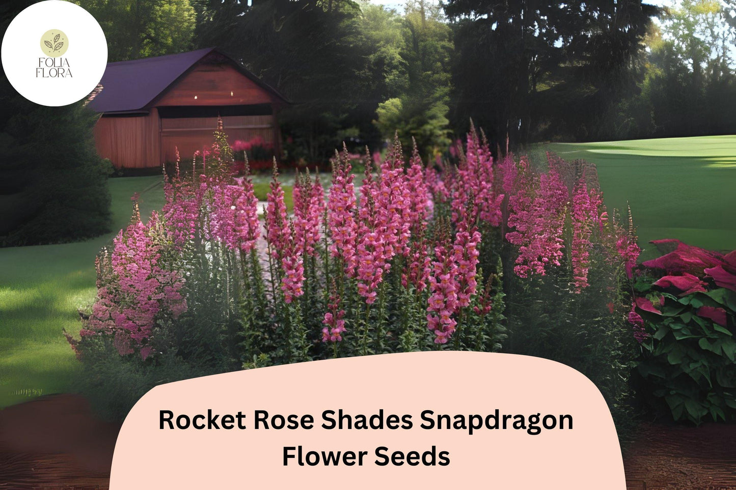 Antirrhinum majus Rocket Rose Shades Snapdragon Seeds – 1000+ Elegant Pink & Rose Blooms for Garden and Bouquets