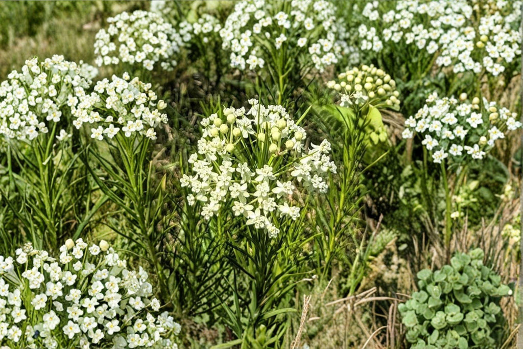 Asclepias verticillata – Whorled Milkweed | 30 Seeds | Native Milkweed Wildflower | Monarch Butterfly Host Plant