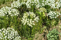Asclepias verticillata – Whorled Milkweed | 30 Seeds | Native Milkweed Wildflower | Monarch Butterfly Host Plant
