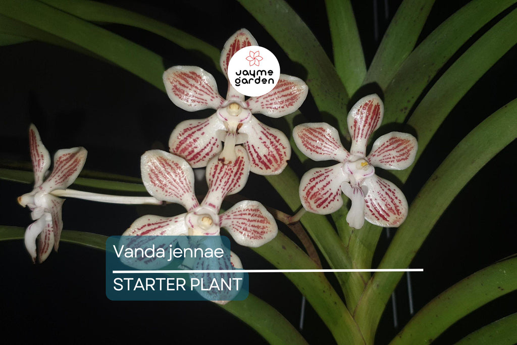 Orchid Species Vanda Jennae Seedling | Rare 6-Inch Potted Orchid for Indoor & Outdoor Growth | Exotic Tropical Orchid Plant