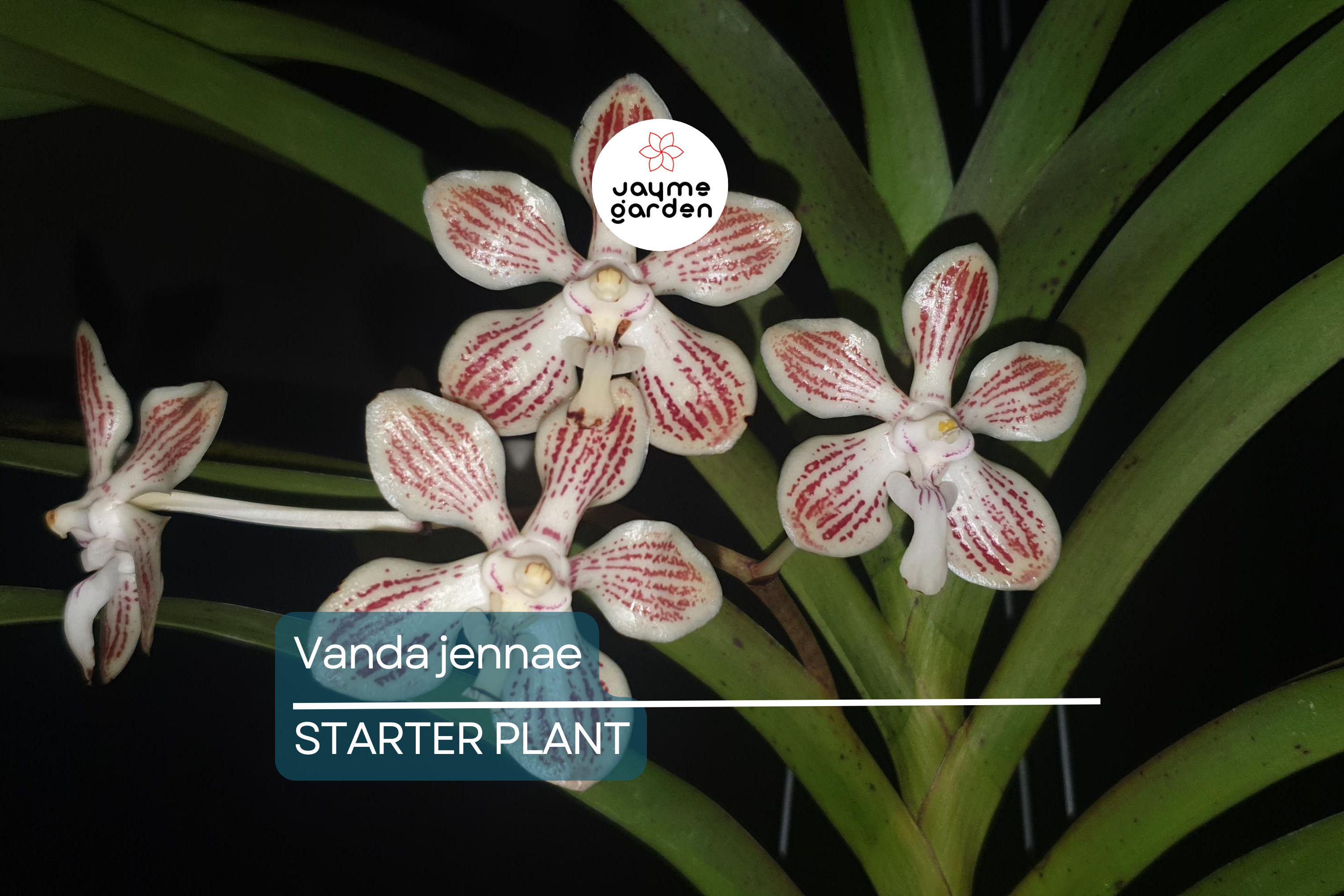 Orchid Species Vanda Jennae Seedling | Rare 6-Inch Potted Orchid for Indoor & Outdoor Growth | Exotic Tropical Orchid Plant