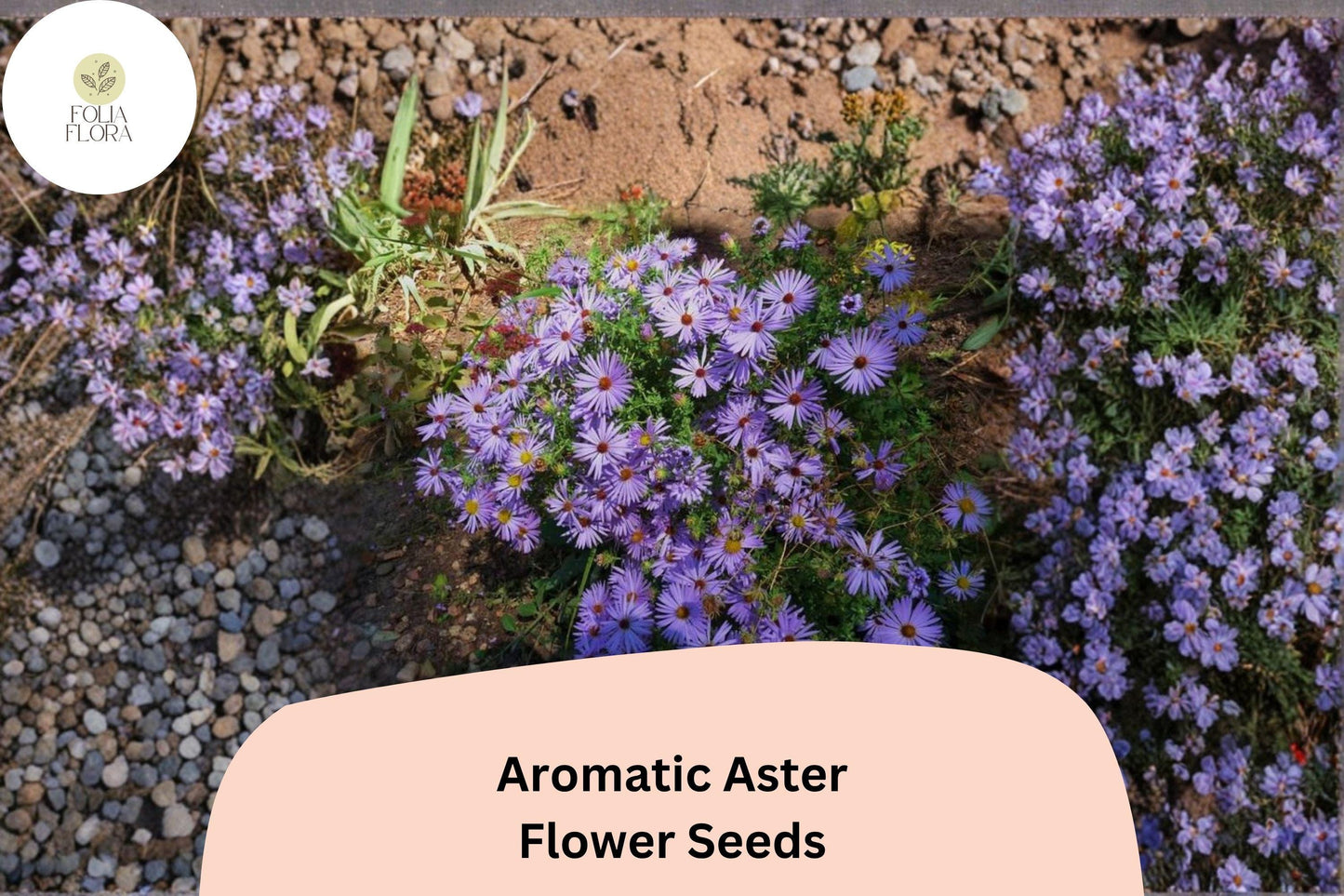 100 Symphyotrichum oblongifolium Seeds | Aromatic Aster | Purple Native Perennial Wildflower for Pollinator Garden