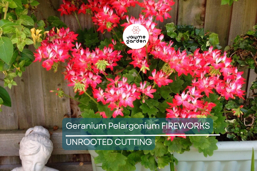 Geranium Pelargonium FIREWORKS – 3 Live 6" Unrooted Cuttings, Climbing Red Blooms