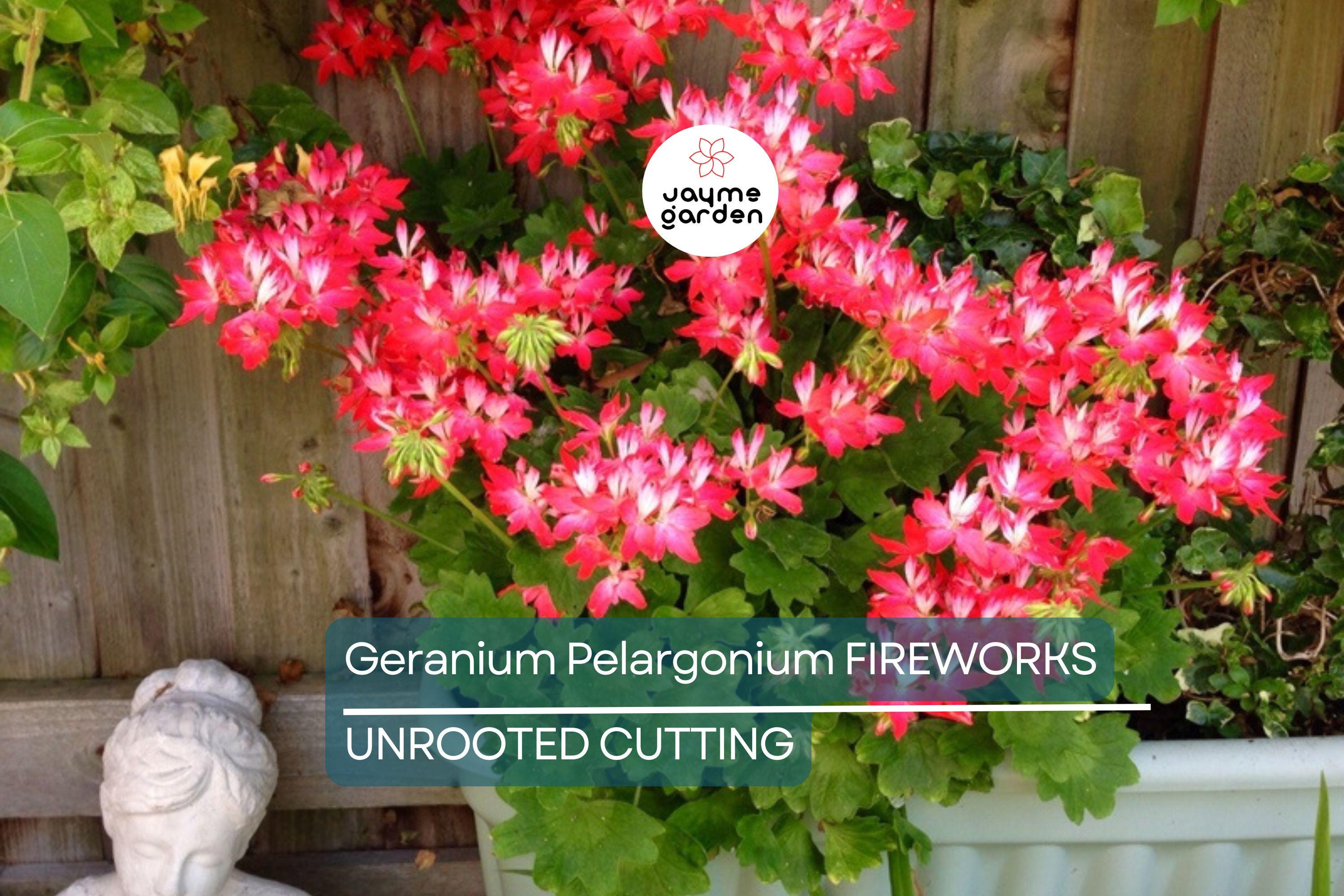 Geranium Pelargonium FIREWORKS – 3 Live 6" Unrooted Cuttings, Climbing Red Blooms