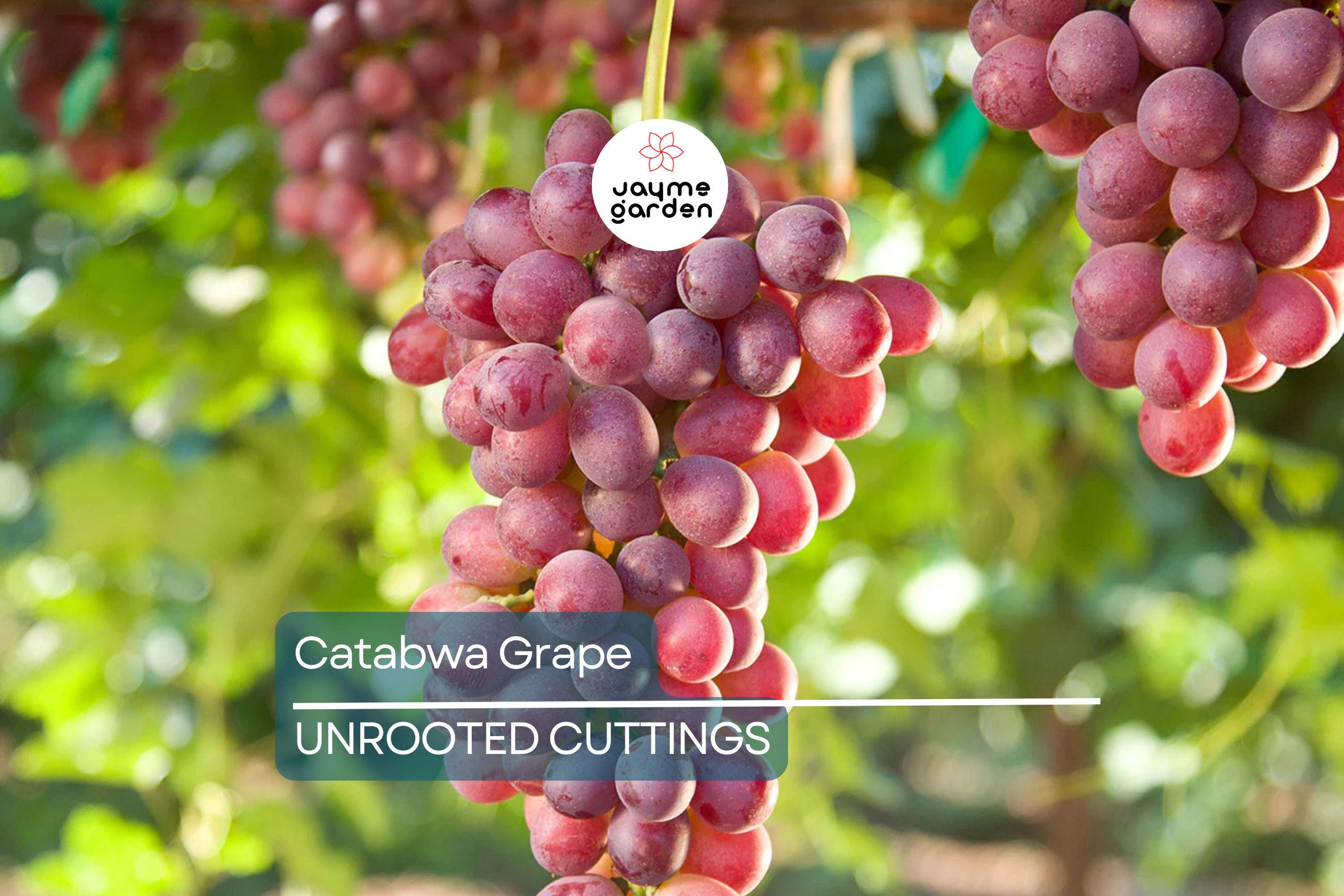 Catawba Grape Vine Cuttings - 7 Fresh 10" Stems (2-3 Nodes) for Rooting/Grafting - 2024 Harvest, Hardy & Productive Vines