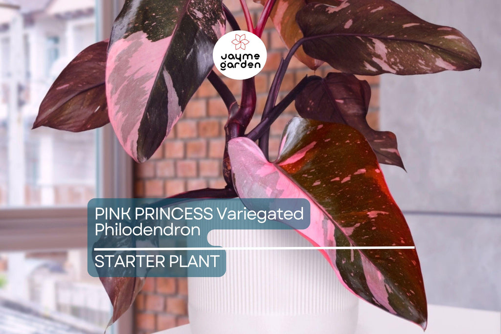 Pink Princess Variegated Philodendron - Rare Live Starter Plant - Small Rooted, Pink & White Foliage, Indoor and Outdoor, Medium Watering