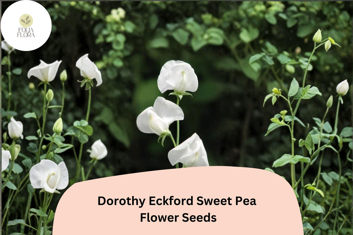 50+ Dorothy Eckford Sweet Pea Seeds | Fragrant White Flower for Garden Trellis, Fence & Cut Flowers