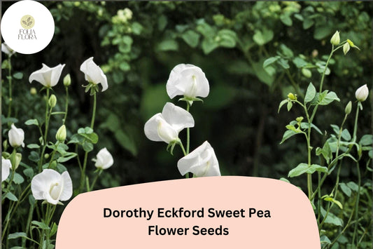 50+ Dorothy Eckford Sweet Pea Seeds | Fragrant White Flower for Garden Trellis, Fence & Cut Flowers