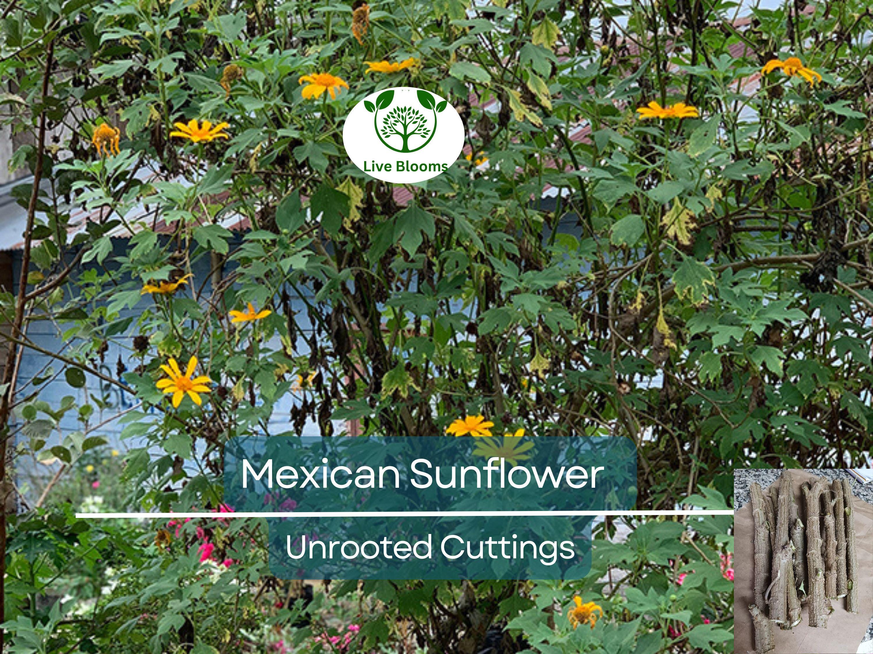 10 Organic Mexican Sunflower (Tithonia diversifolia) Unrooted Cuttings - Perennial, Fast-Growing, Bright Yellow Flowers, Easy to Grow