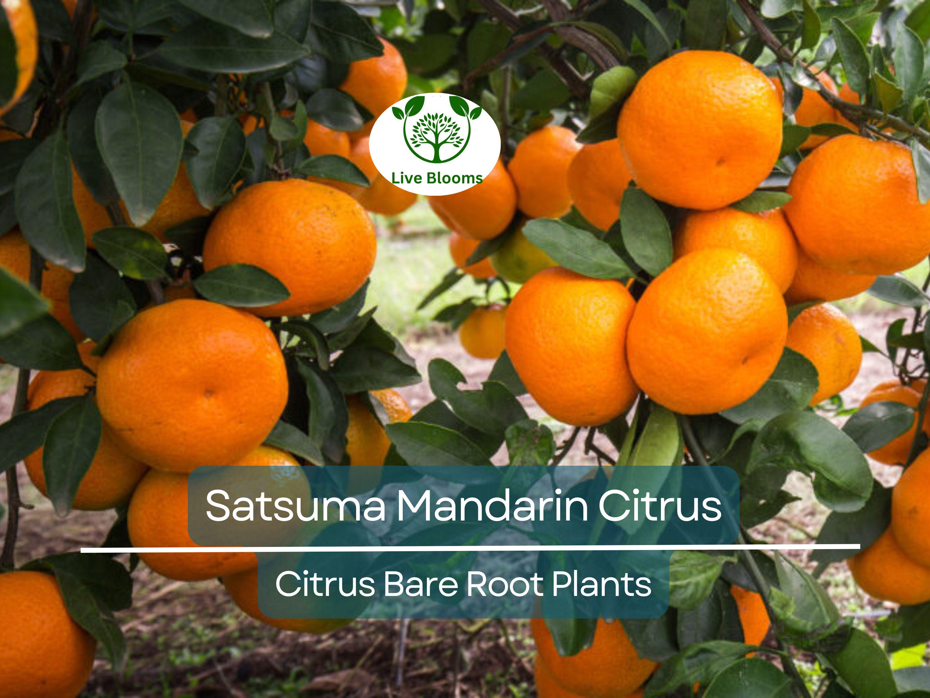 1 Satsuma Mandarin Citrus Tree – 4–10” Live Bare Root Plant – Real Fruit Seedling, Cold Hardy & Sweet, Easy to Grow Indoors/Out