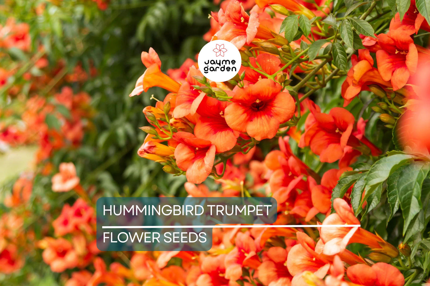 70 Hummingbird Trumpet Creeper Vine Seeds | Campsis Radicans | Fast-Growing | Attracts Pollinators