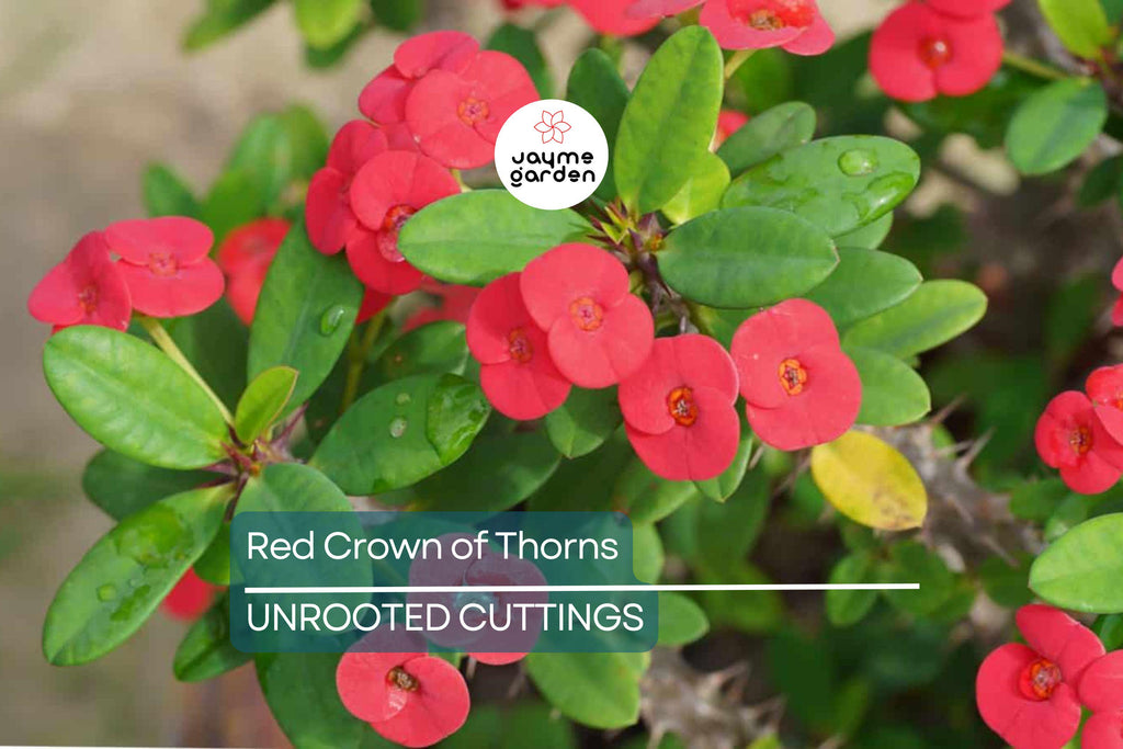 Red Crown of Thorns Cutting | Euphorbia Milii | No Roots | Easy to Grow | Drought-Tolerant | Tropical Succulent | Exotic Blooms