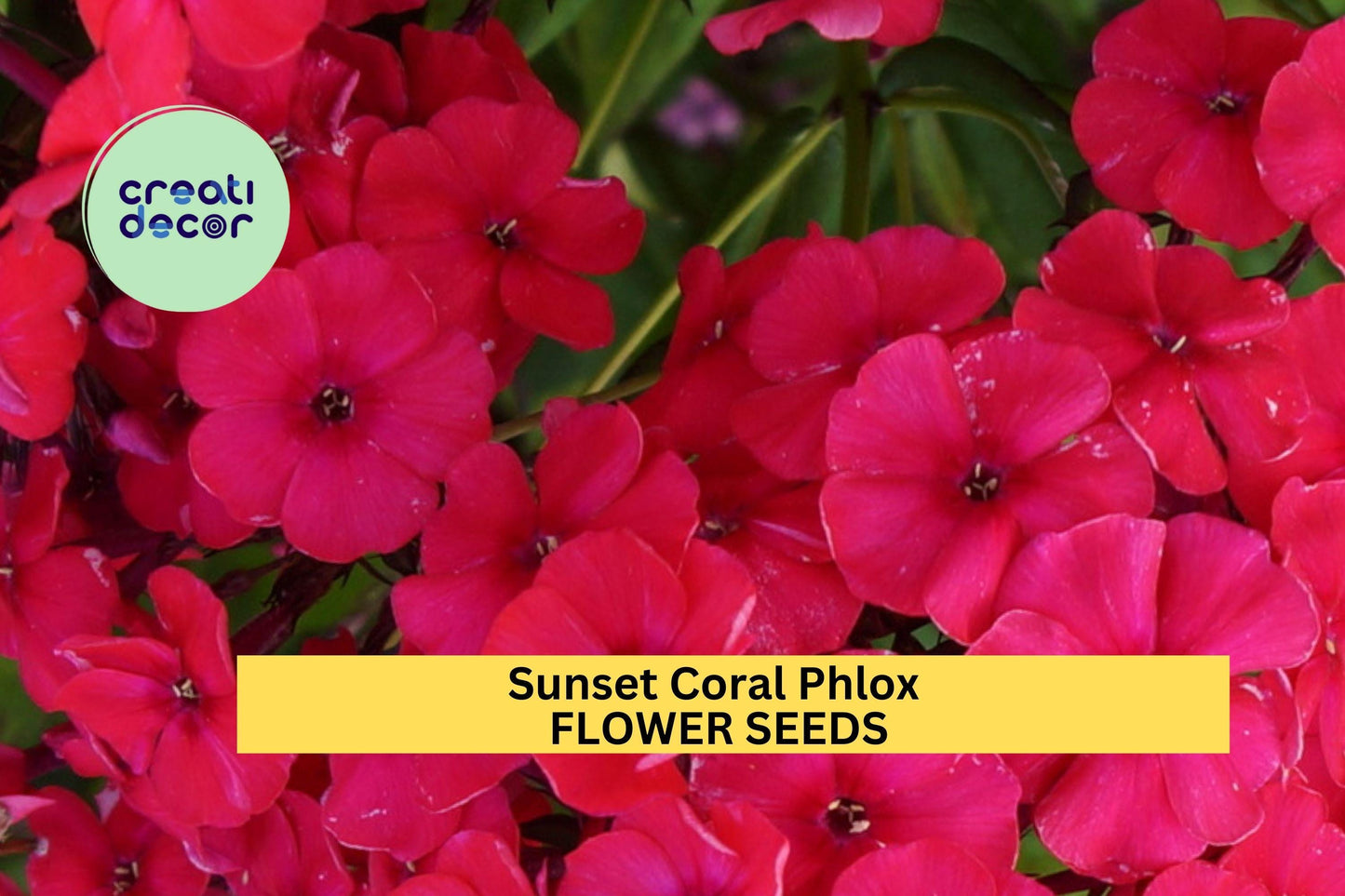 100+ Sunset Coral Phlox Seeds – Warm Coral Blooms for Garden Planting, Long-Blooming Perennial for Borders & Pollinator Gardens – USA