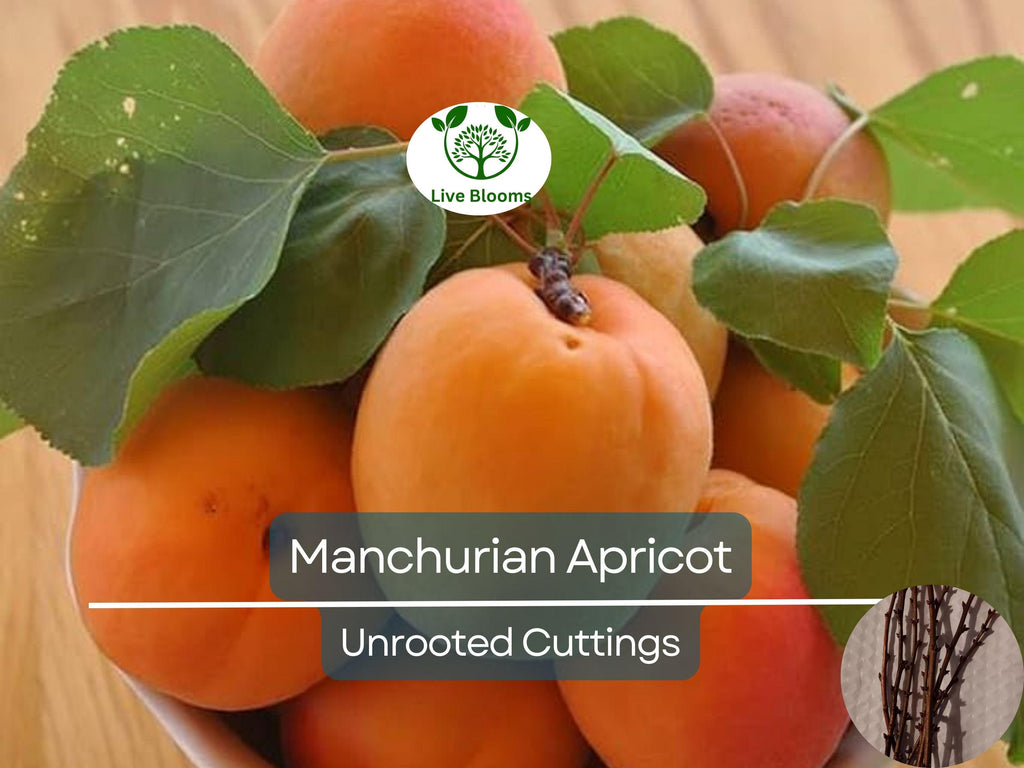 6 Manchurian Apricot Unrooted Cuttings (Prunus armeniaca) Organic Hardwood Scion Wood - Ideal for Grafting, Apricot Tree Propagation