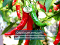 30 Seeds Anaheim Hot Pepper – Capsicum annuum | Mildly Spicy Peppers for Planting, Gardening & Flavorful Harvests