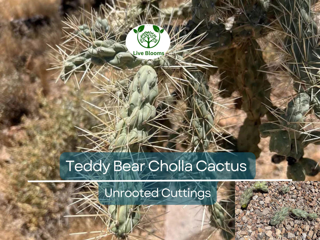 5 Cylindropuntia Fulgida Teddy Bear Cholla Cactus Cuttings - Unique Prickly Pear Cactus Segments for Propagation & Desert Gardens