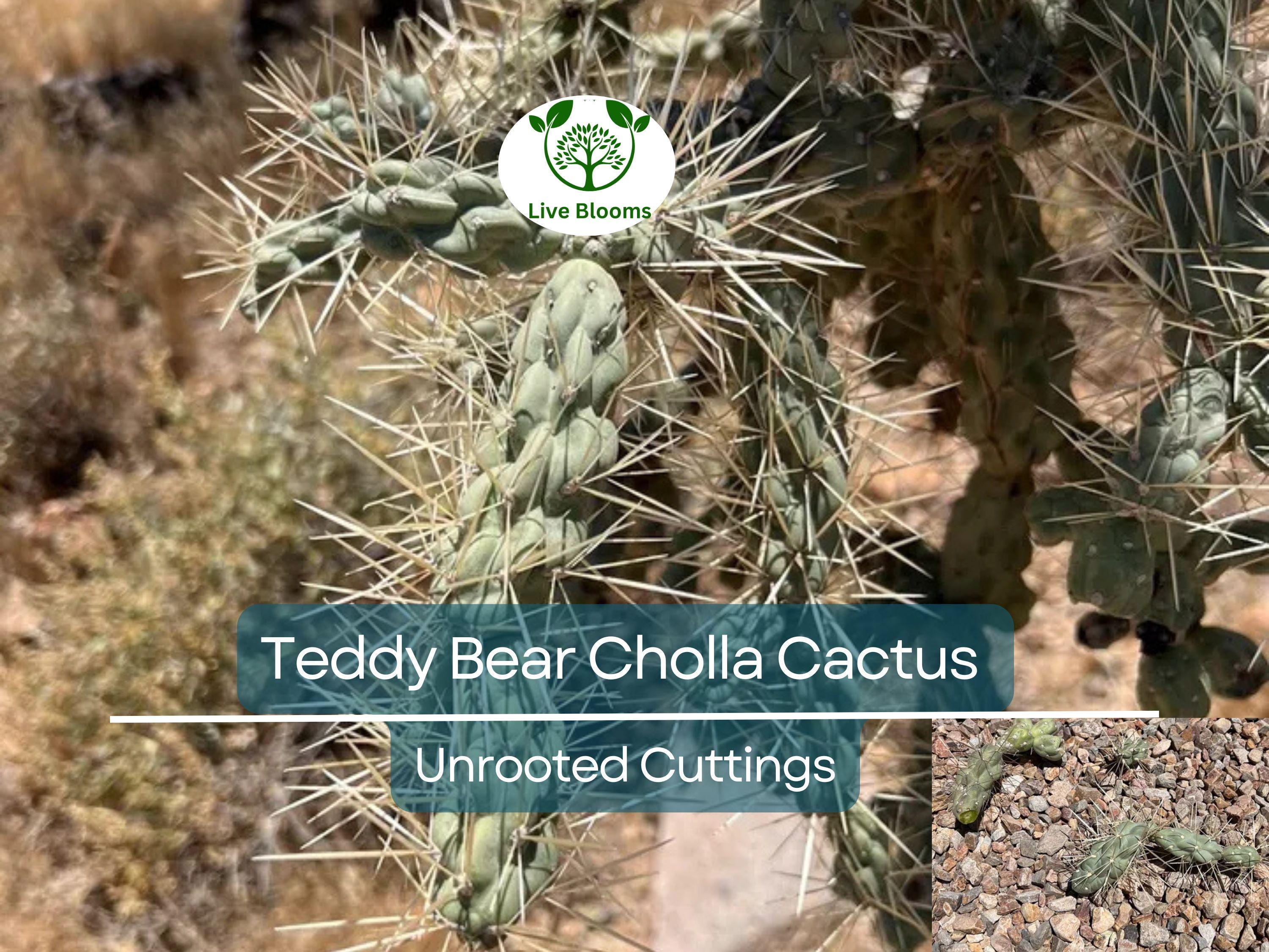 5 Cylindropuntia Fulgida Teddy Bear Cholla Cactus Cuttings - Unique Prickly Pear Cactus Segments for Propagation & Desert Gardens