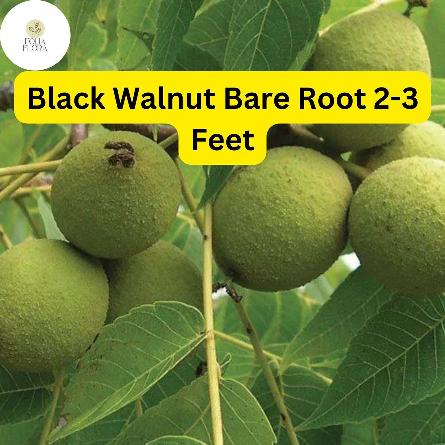 1 Juglans nigra Black Walnut Tree - Live Bare Root Plant 2-3 Feet for Zones 4-9