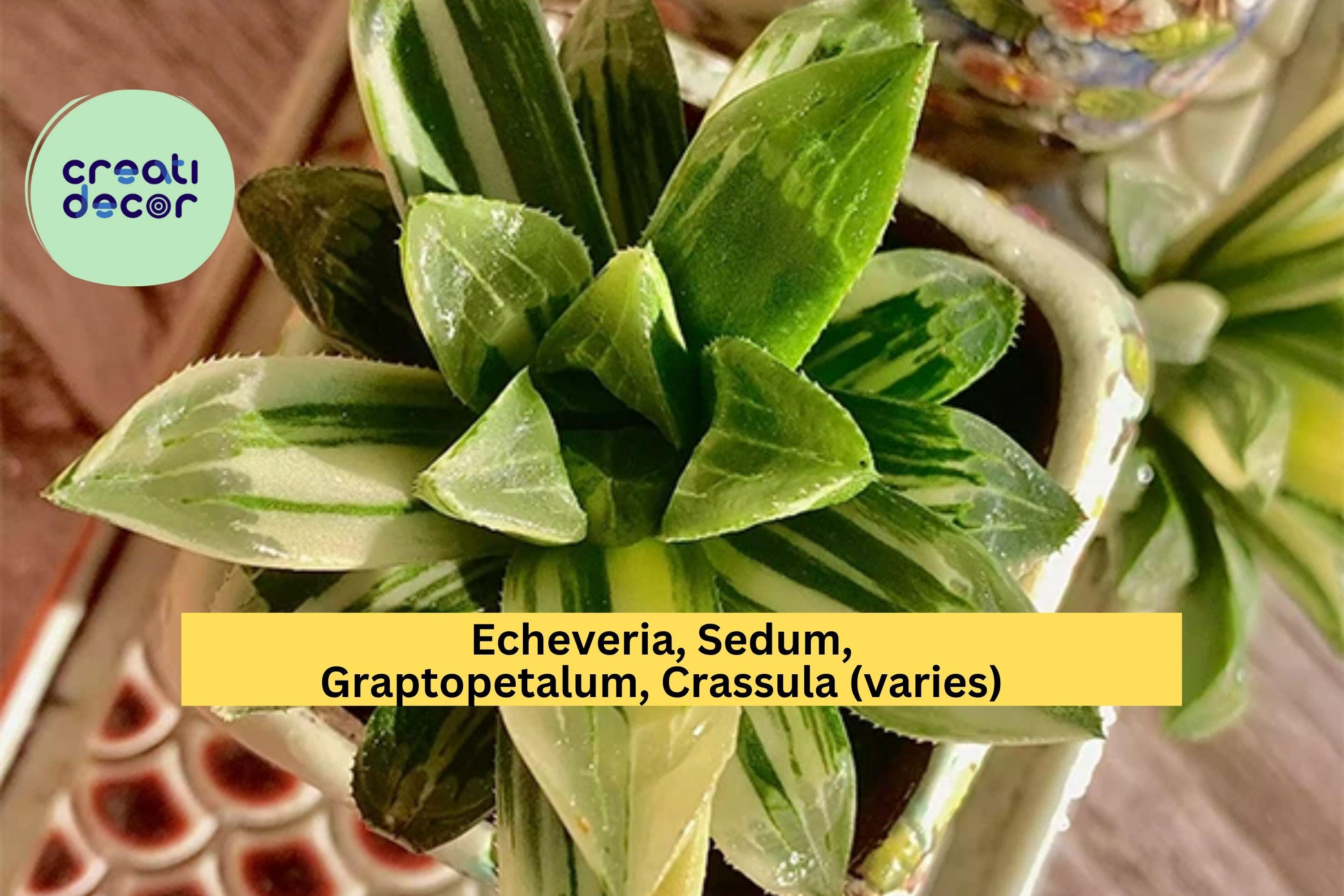 Rare Succulent Plants – Live Bare Root 1.8" Assorted Easy-Care Succulents, Decorative Indoor Plants for Pots, Terrariums, or Gifts