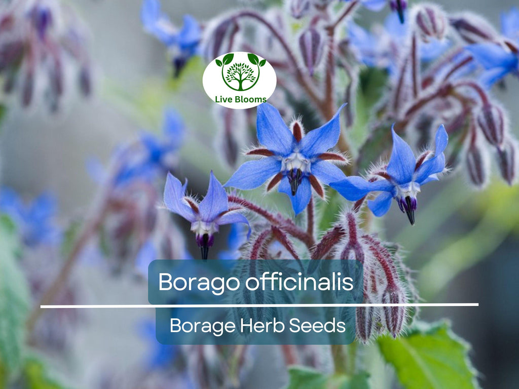 1 Gram Seeds Borage – Borago officinalis Herb for Planting | Edible Flowers, Pollinator Friendly, Easy Garden Herb