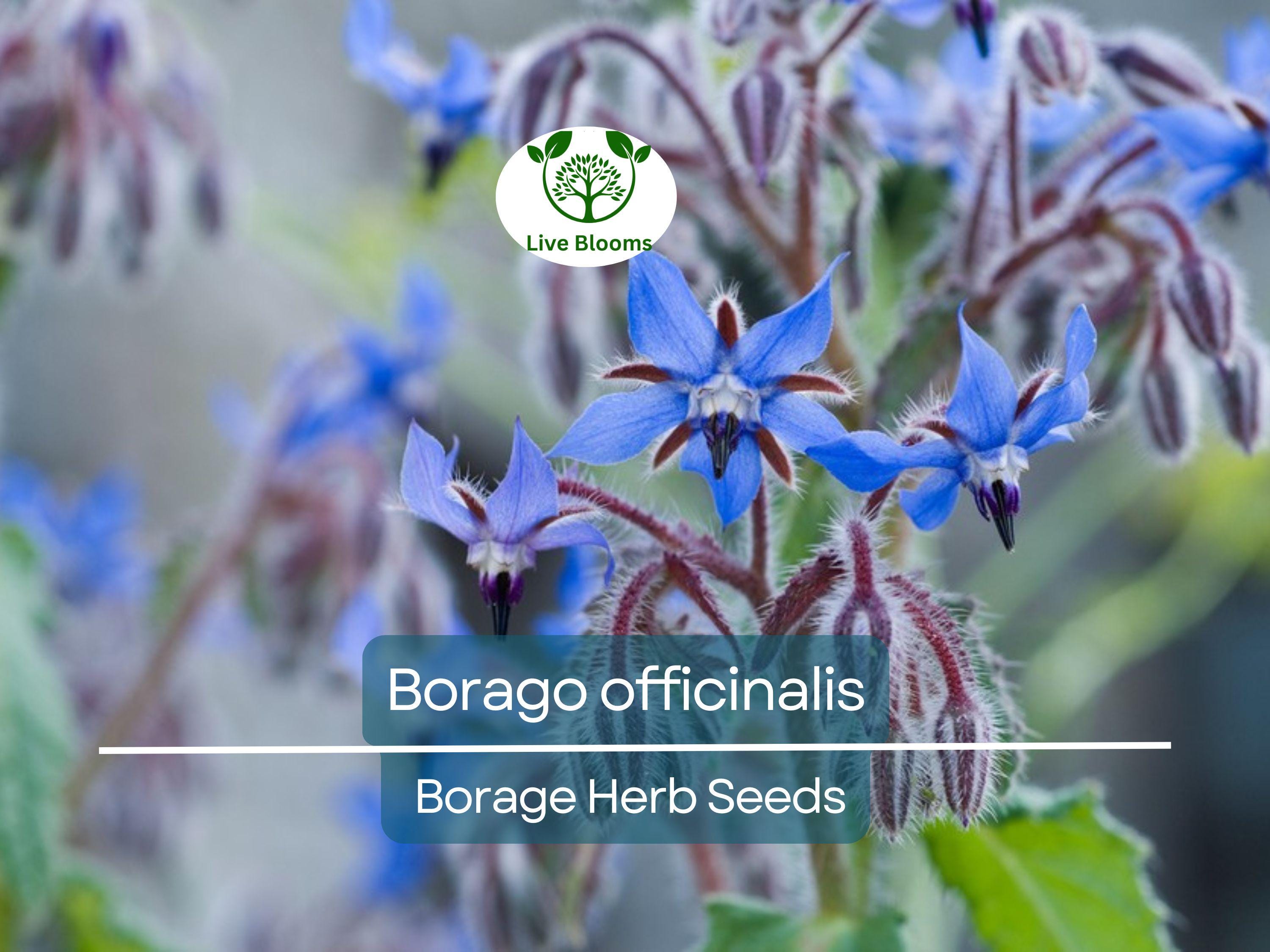 1 Gram Seeds Borage – Borago officinalis Herb for Planting | Edible Flowers, Pollinator Friendly, Easy Garden Herb