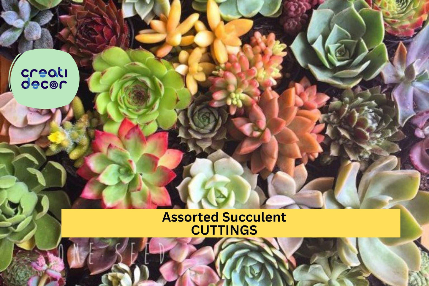 20 Assorted Succulent Cuttings | 18 Varieties Mix | Unrooted Starter Pack | DIY Garden Gift | Colorful Low-Maintenance Plants