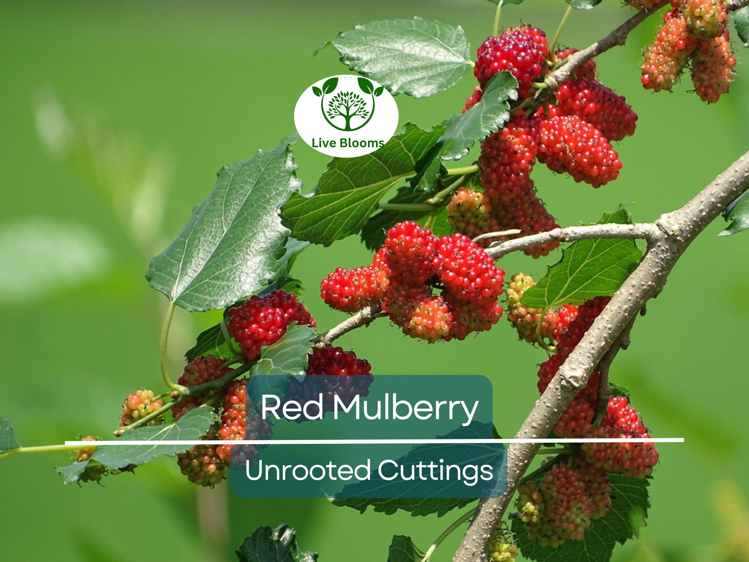12 Red Mulberry Tree Unrooted Cuttings 6-8" | Morus rubra, Fruit Tree for Garden, Fast-Growing Mulberry