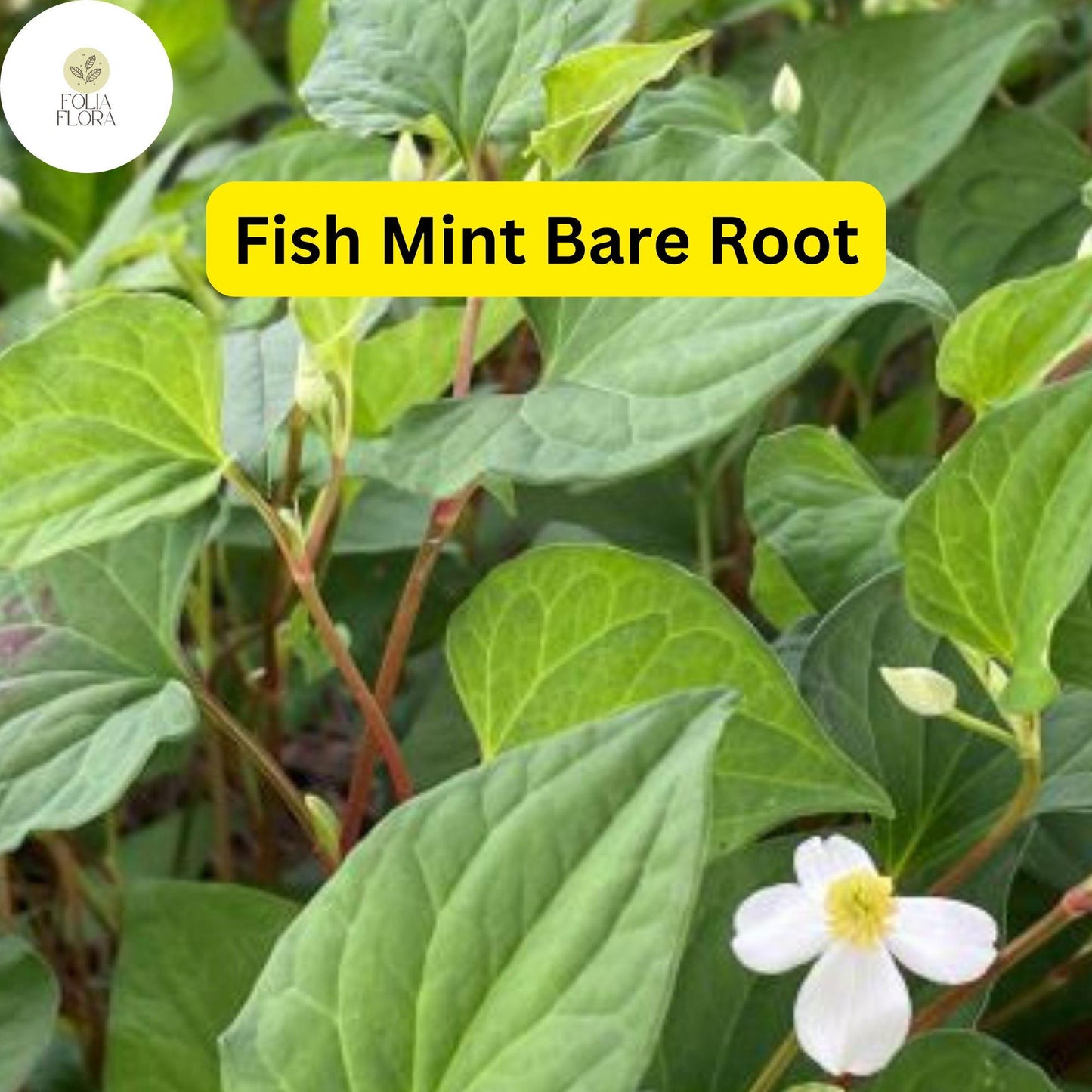 10 Live Fish Mint Plants, Houttuynia cordata, Bare Root Asian Herb, Perennial Ground Cover