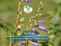 100 Skullcap Herb Seeds (Scutellaria lateriflora) for planting - Mad Dog, Grow Your Own Plant