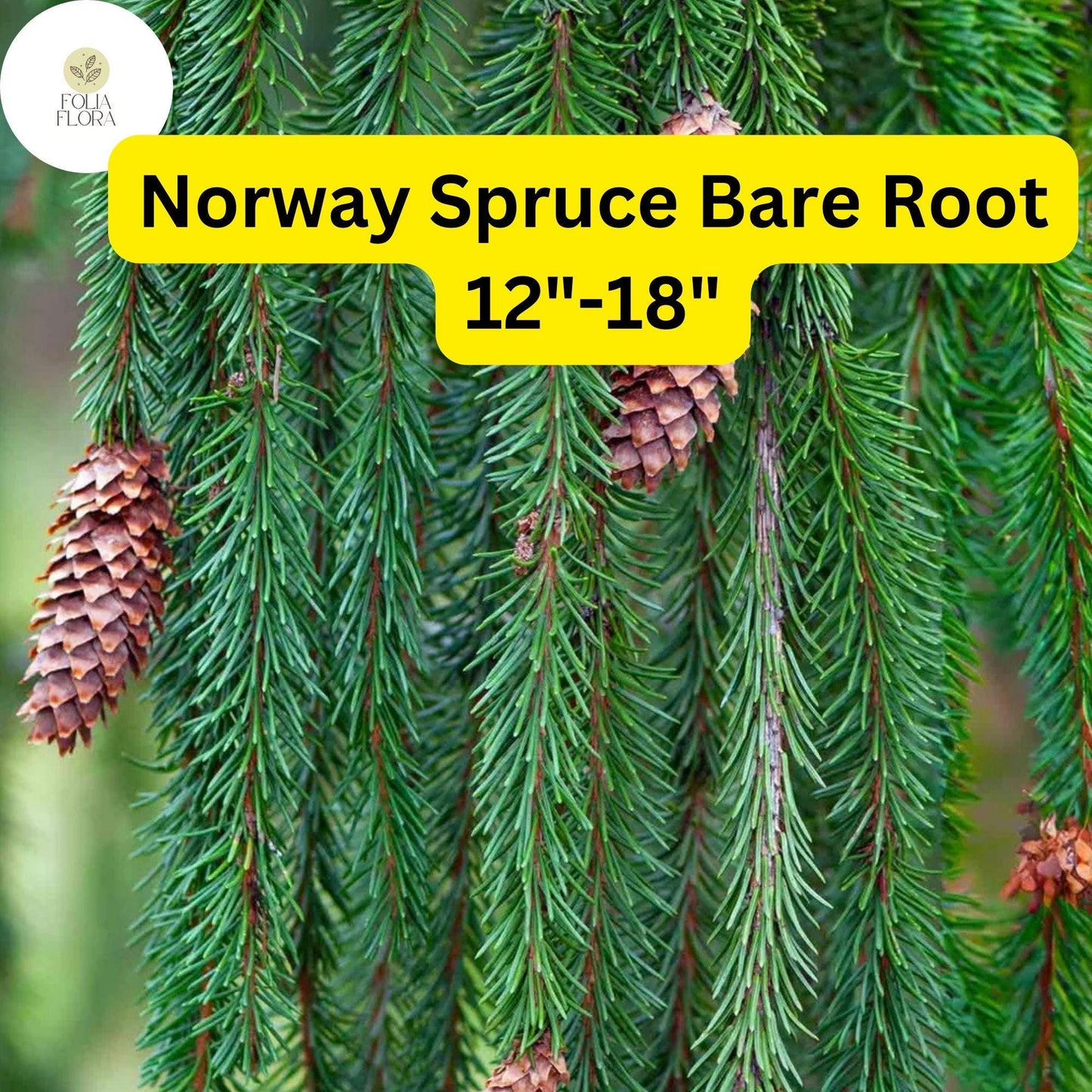 1 Live Bare Root Plant Norway Spruce Tree, Picea abies, 12"-18", Hardy Evergreen for Privacy & Landscaping