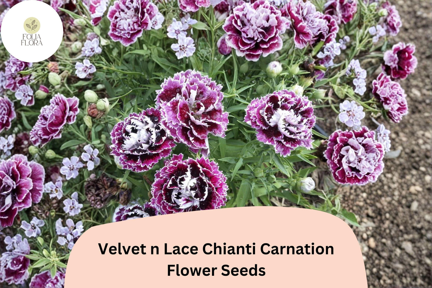 200+ Velvet n Lace Chianti Carnation Seeds for Garden Planting | Red & White Blooms