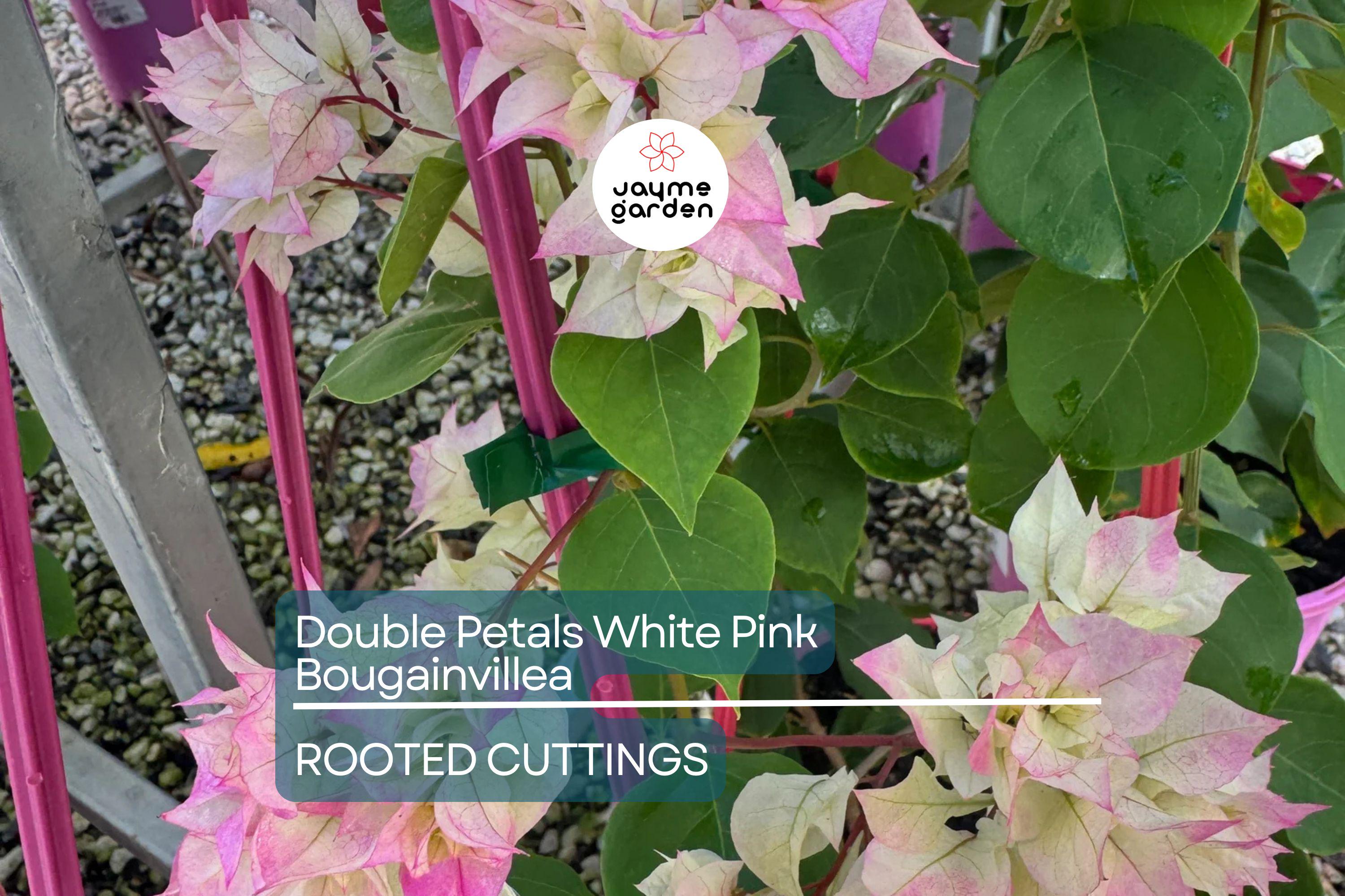 Rare Double Petal White Pink Bougainvillea Cuttings - 3 Fresh, 3-5", Climbing Plant, Medium Fragrance, Summer to Winter Blooms