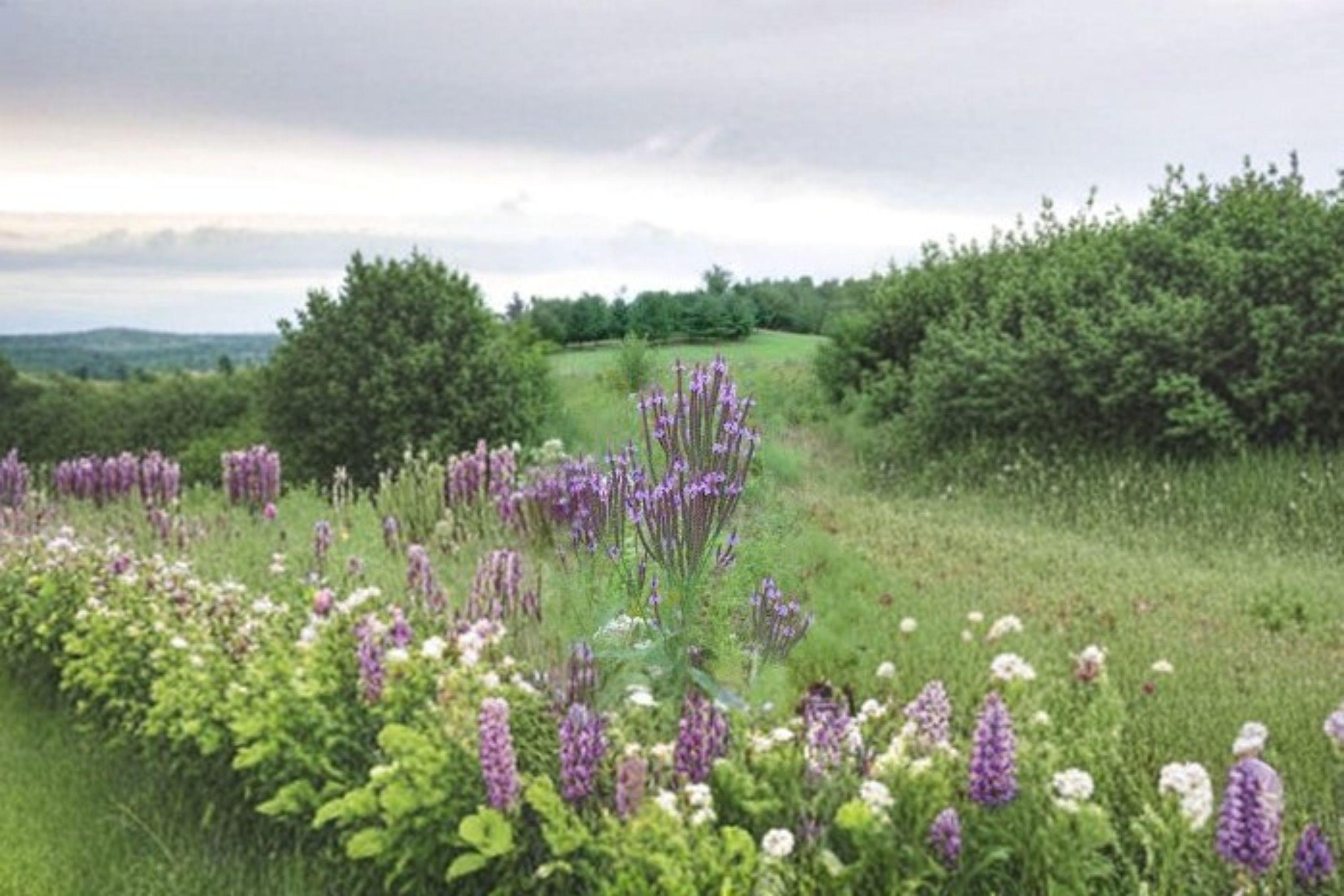 Blue Vervain Seeds – Verbena hastata, Native Perennial Wildflower (100 Seeds)
