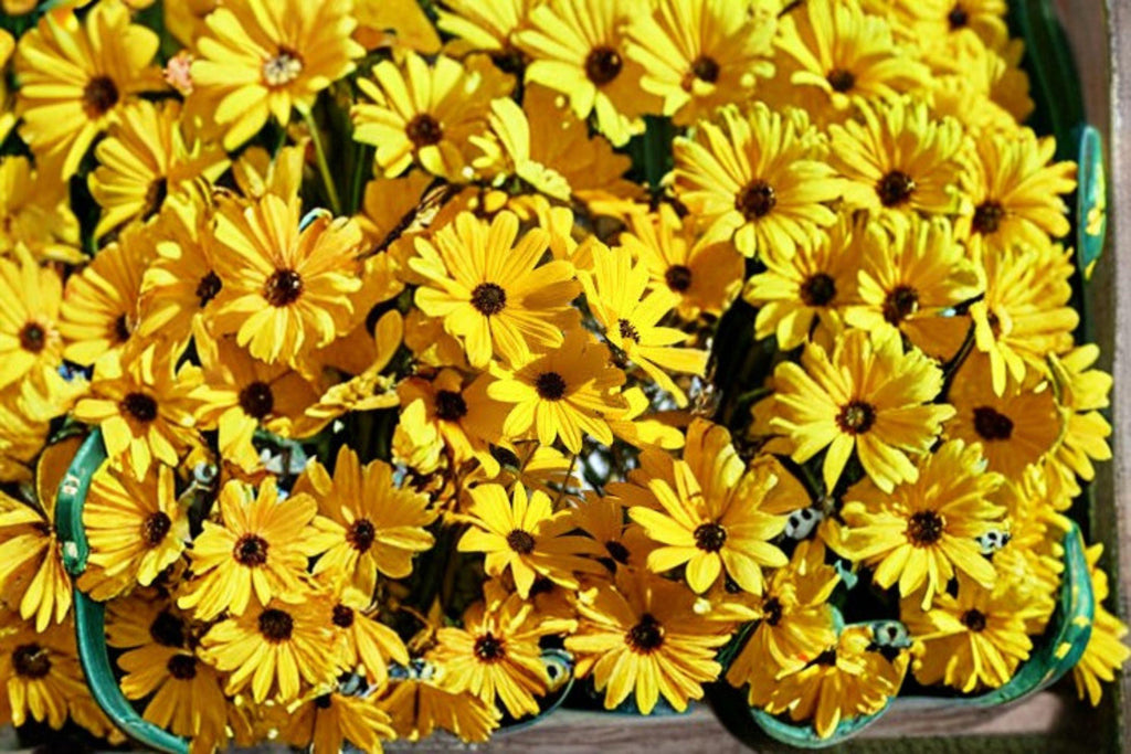 Helianthus angustifolius – Swamp Sunflower 200 Seeds | Native Perennial Sunflower | Tall Late Bloomer | Pollinator Powerhouse