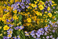 Yellowray Goldfields – Lasthenia glabrata, Native Annual Wildflower | Bright Yellow Blooms (100 Seeds)