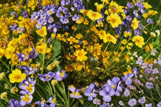 Yellowray Goldfields – Lasthenia glabrata, Native Annual Wildflower | Bright Yellow Blooms (100 Seeds)