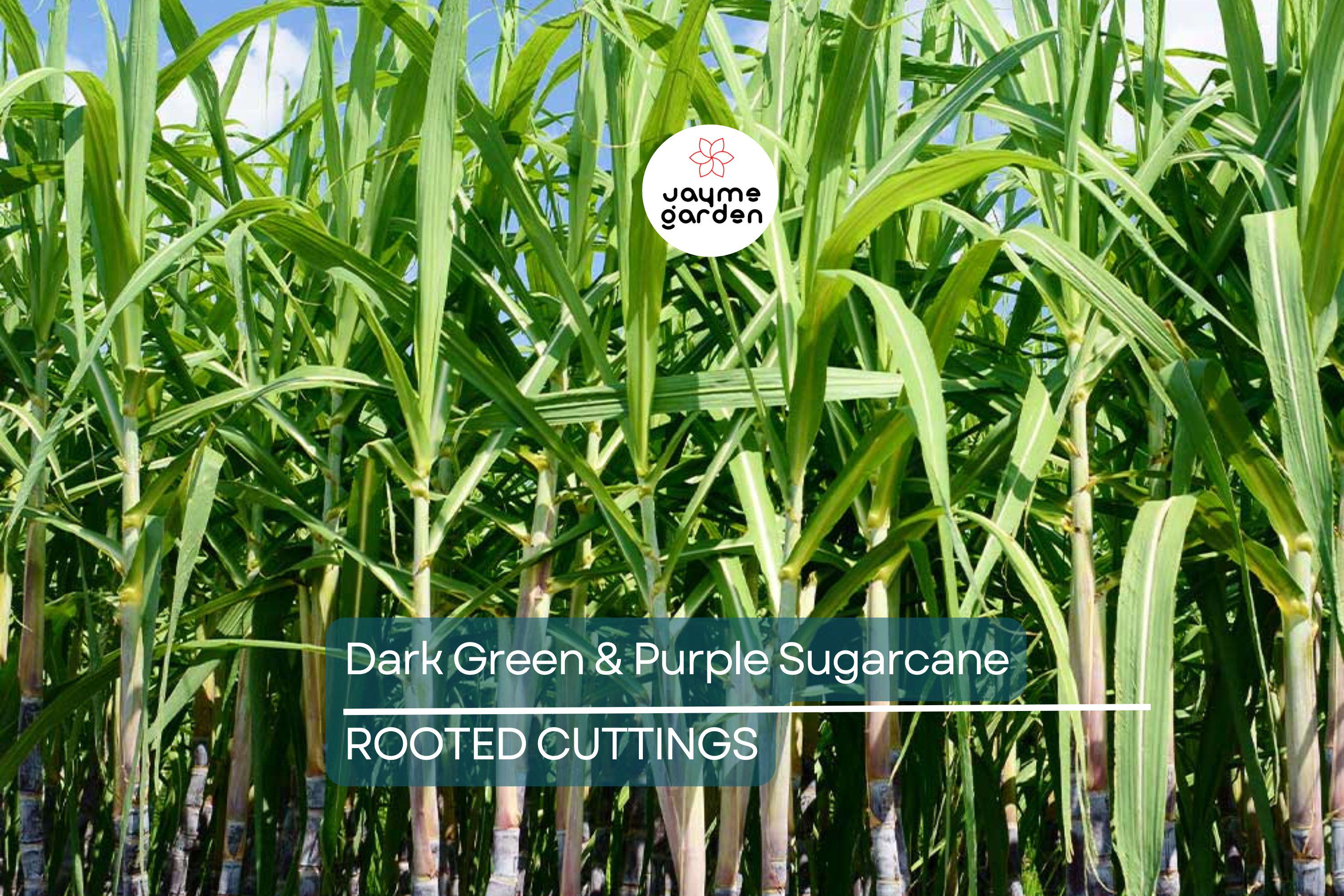 5 Dark Green and Purple Sugarcane Cuttings - Sweet & Juicy, 2" Rooted Sticks, Ready to Plant, Fast Growing, Live Plant