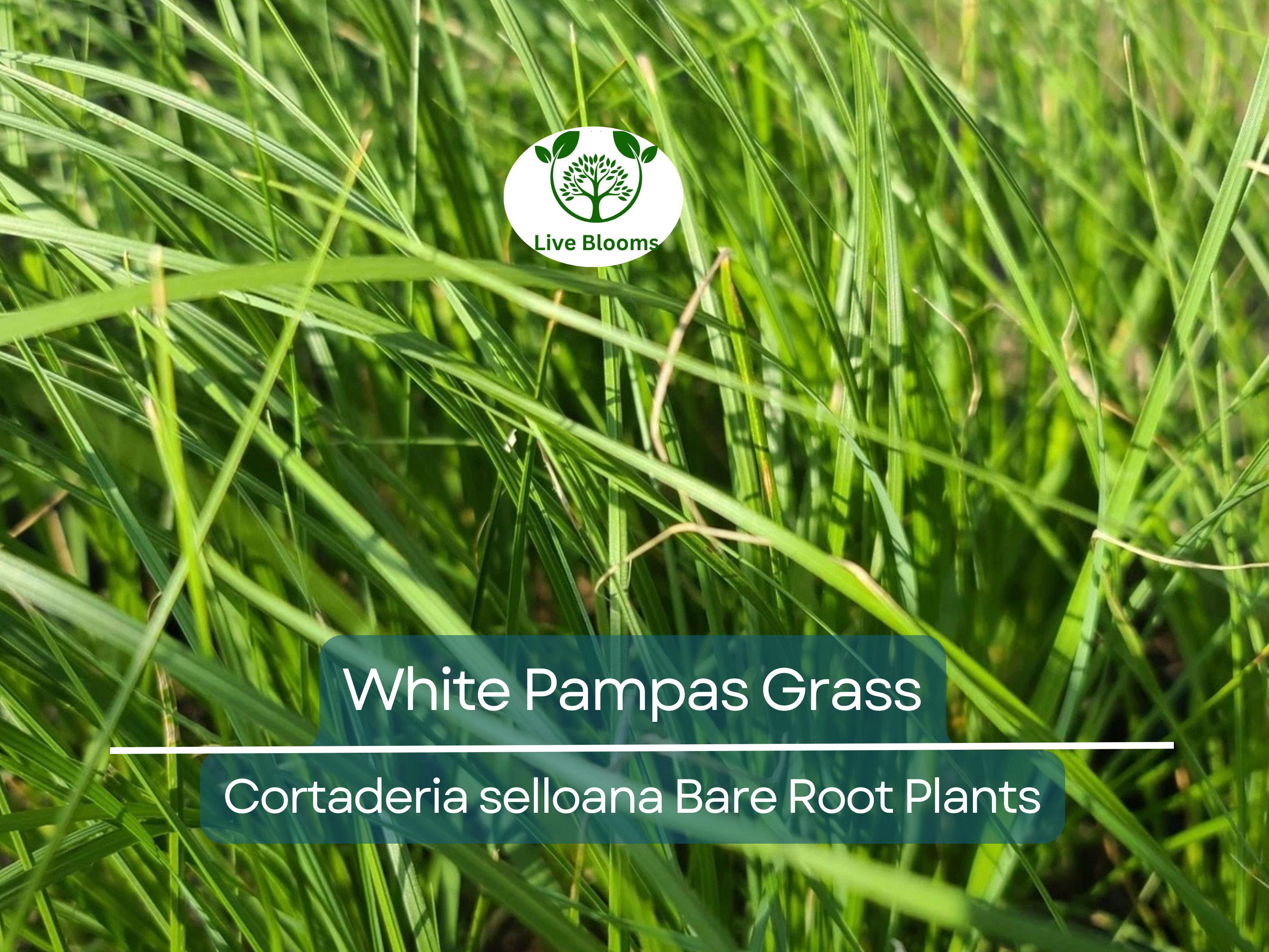 1 White Pampas Grass – Live Bare Root Plant – Cortaderia Selloana Ornamental Grass for Privacy, Landscape, and Dried Decor