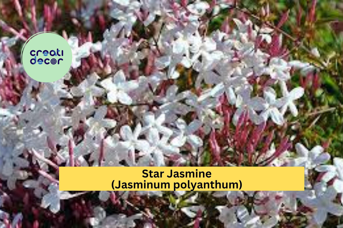 Star Jasmine (Jasminum polyanthum) Live Plant – Well-Rooted Starter Vine – Fragrant Flowering Climber for Garden or Patio