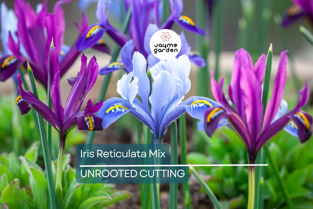 Iris Reticulata Mix Bulbs - Purple & Blue Dwarf Iris, 4-6" Tall, Early Spring Blooms, Hardy Zones 4-9, Perfect for Borders and Naturalizing