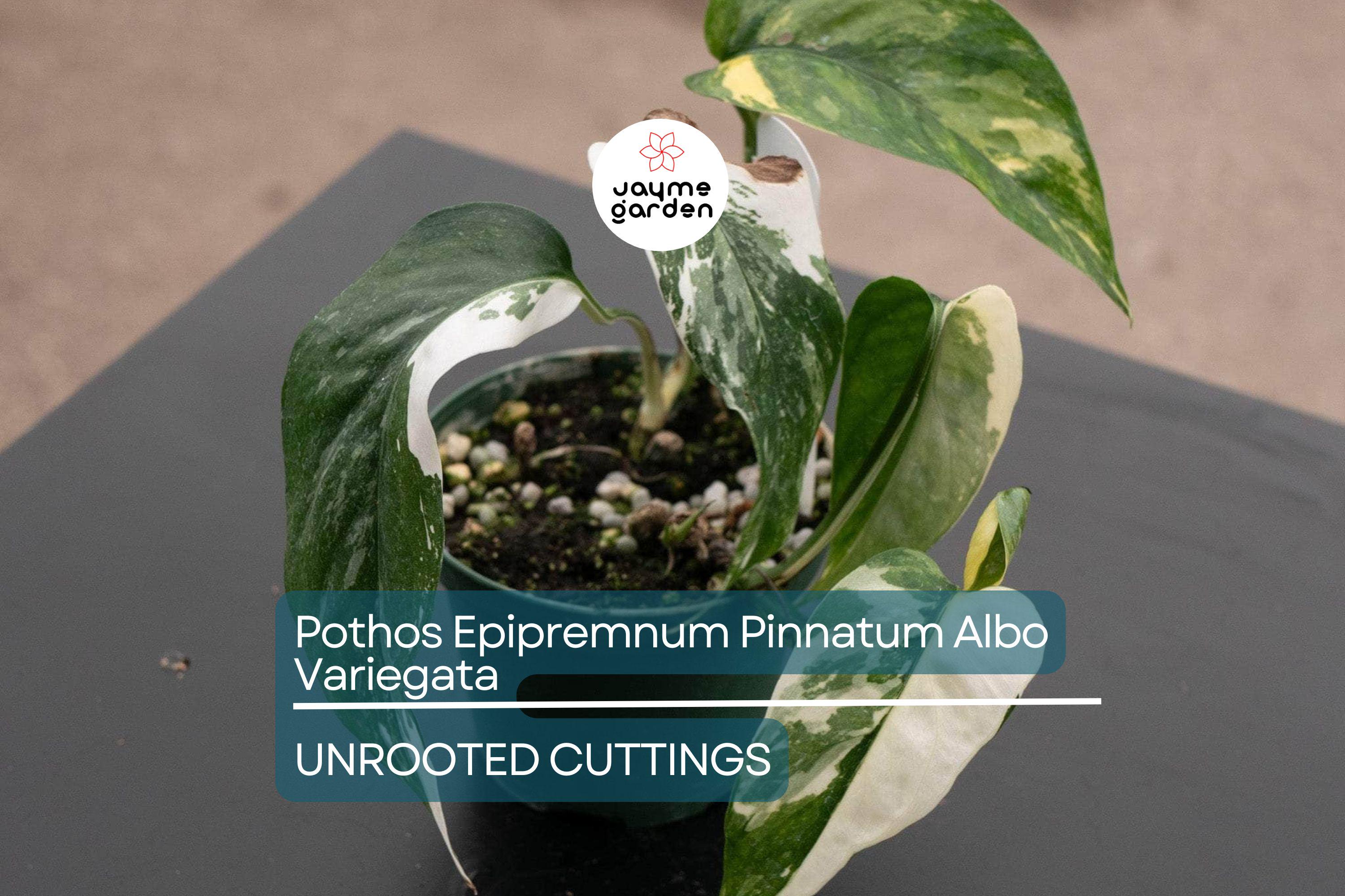 Pothos Epipremnum Pinnatum Albo Variegata Cuttings, Beautiful Fenestrated Leaves, Low Maintenance, Ideal for Climbing