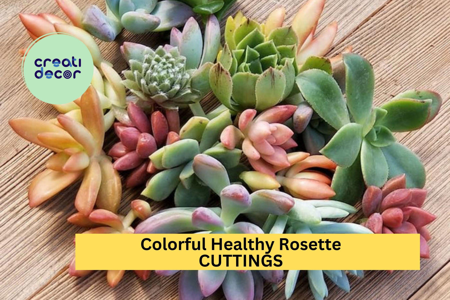 10 Rosette Succulent Cuttings – Colorful, Healthy Mix + Free Bonus Cuttings – Perfect for Pots, Gifts & DIY Projects – Free Ship – USA