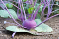Kohlrabi – Purple Vienna 150 Seeds | Heirloom Kohlrabi | Tender Sweet Flesh | Fast-Growing Cool-Season Crop