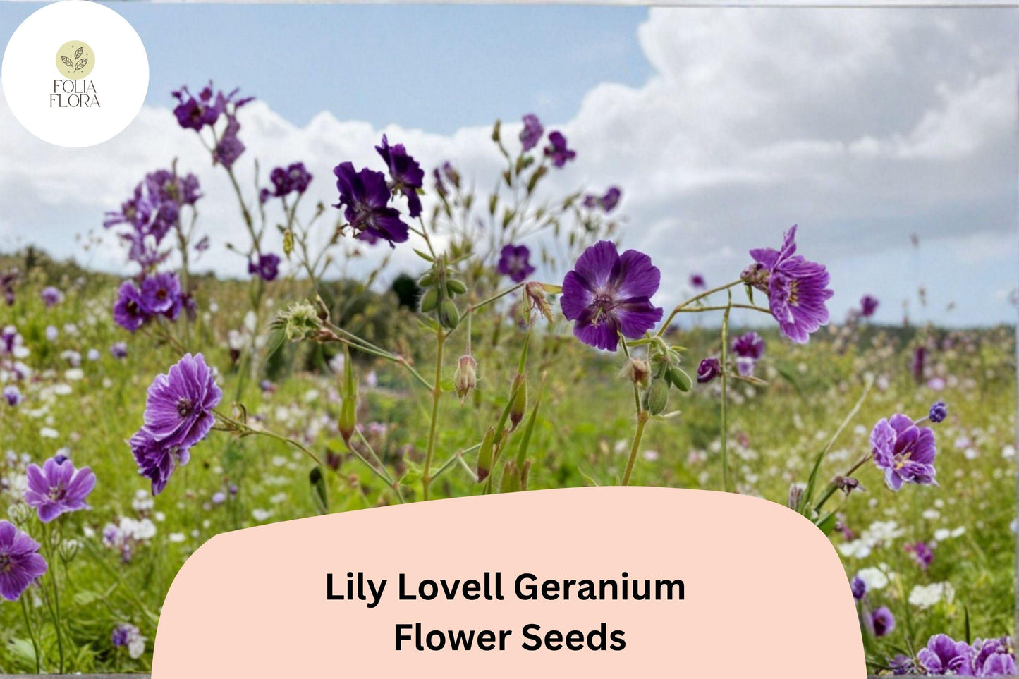 25+ Lily Lovell Geranium Seeds for Garden Planting – Purple Flowers, Hardy Perennial