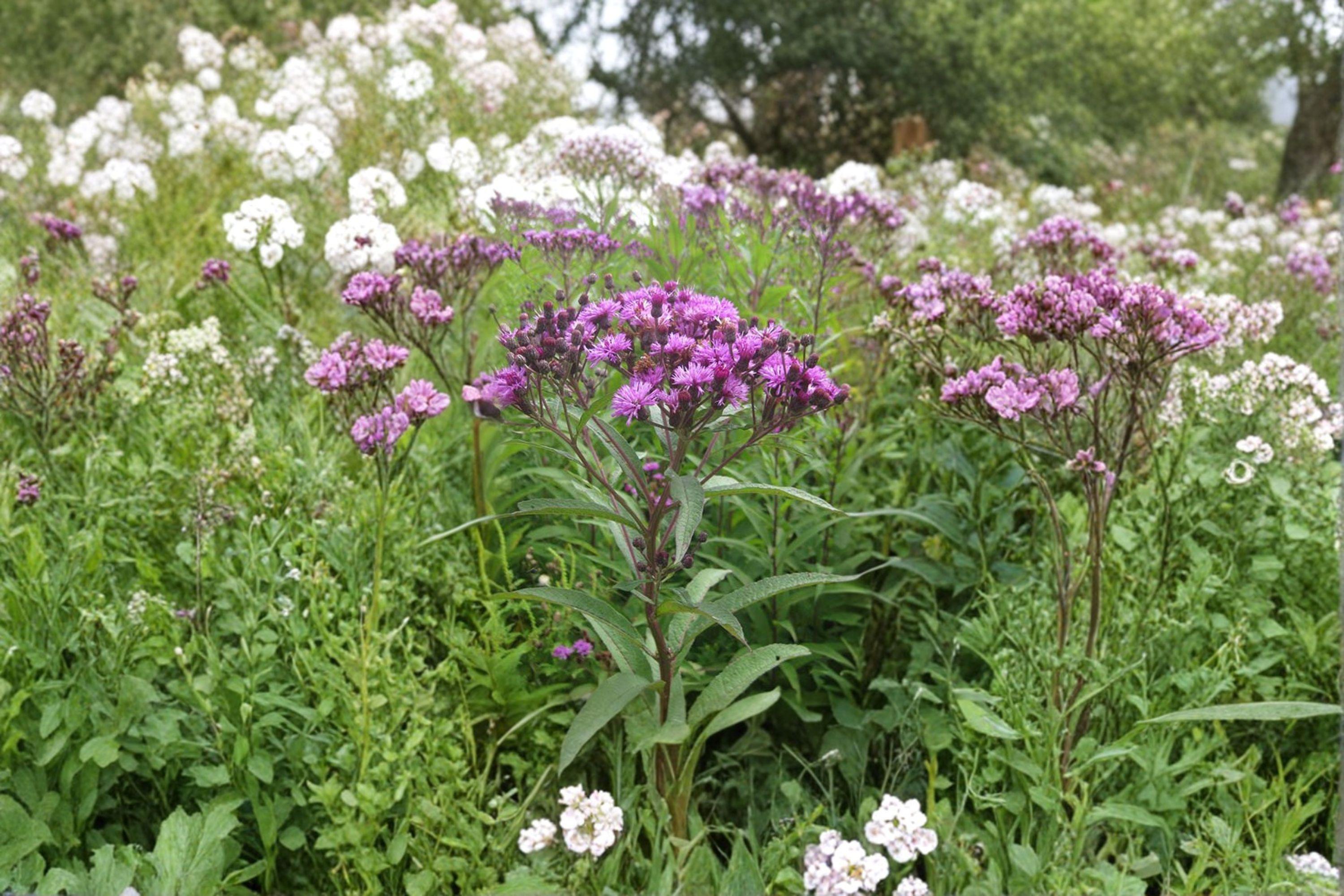 New York Ironweed – Vernonia noveboracensis 100 Seeds | Native Wildflower | Open-Pollinated