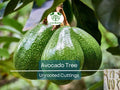 5 Rare Cleopatra Avocado Unrooted Cuttings Scions, Wax Dipped, Persea americana, Fruit Tree, Rare Varieties for Gardening